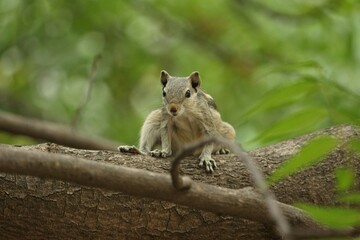 Indian Palm Squirrel Sitting on Tree Branch – Front View