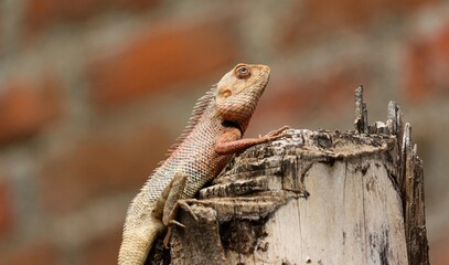 Colorful Garden Lizard on Tree Trunk – Wildlife Close-Up