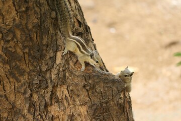 Naklejka premium Indian Palm Squirrel Climbing Up a Tree in Natural Habitat
