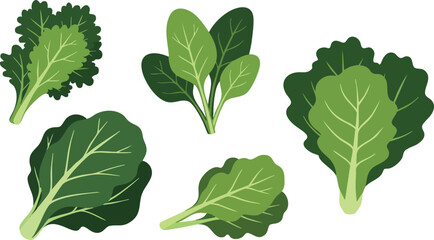 Assorted Fresh Green Leafy Vegetables Isolated on White Background Healthy Food Variety