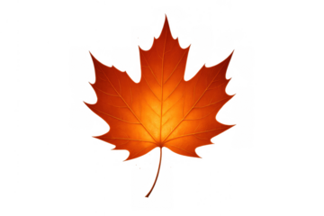 Orange maple leaf showing autumn colors and intricate venation, representing fall season, nature, and harvest on transparent background