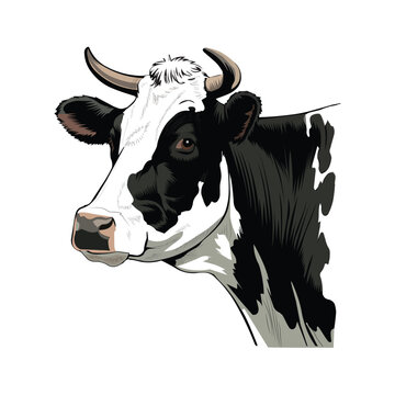cow vector illustration design