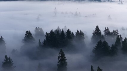 Thick morning fog drifts through a scenic, forested Pacific Northwest landscape near Portland, Oregon. Fog and mist forms when moist air cools to its dew point, causing water vapor to condense. - Powered by Adobe