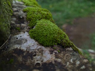 Lush green moss growing on weathered wood creates a peaceful, natural scene perfect for nature lovers and those seeking organic textures