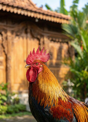 Majestic Indonesian Rooster Headshot