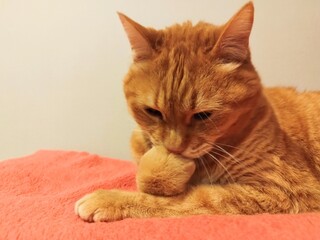 足にキスをする猫