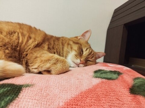 気持ちよさそうに眠る猫