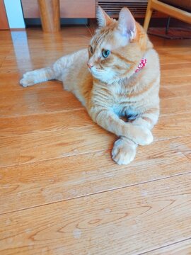 足を組んでくつろぐ猫