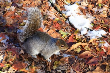 Squirrel in Autumn Leaves with snow