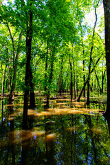 Obraz premium Twin Swamps Nature Preserve in Spring, Posey County, Indiana