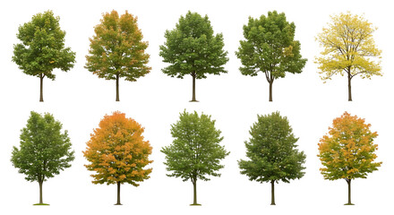 Fototapeta premium Set of street medium summer and autumn various trees frontal isolated png on a transparent background perfectly cutout
