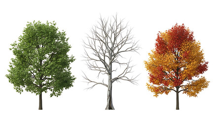 Set of street medium summer and autumn various trees frontal isolated png on a transparent background perfectly cutout