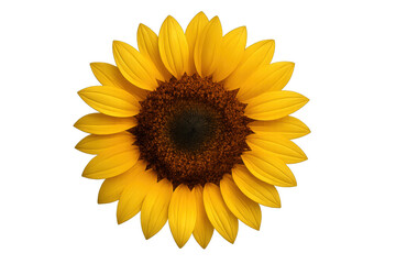 Sunflower head showing petals and a dark center, representing summer, growth, and natural beauty on transparent background