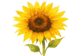 Fototapeta premium Watercolor sunflower painting illustrating nature, summer, and a botanical theme with transparent background