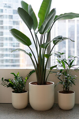 Stylish green plant brings fresh, vibrant energy to modern office workspace environment