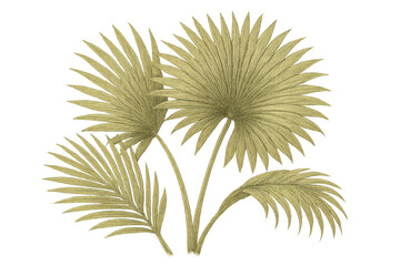 Obraz premium Golden palm fronds illustration with tropical leaves and fan palm plants on transparent background