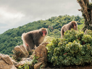 Monkeys in Japanese Forest