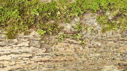Horizontal Two-Tone Texture of Bright Green Moss Above Weathered Beige Tree Bark Close-up Background
