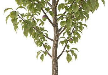 Vibrant plum tree with green foliage, sturdy trunk, and developing unripe fruit