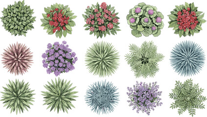 Vector collection of top view plants including succulents and flowering bushes for landscape architecture plans and garden design layouts.