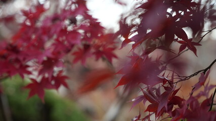 赤い紅葉のアップ02