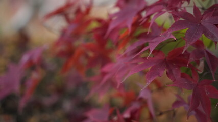 赤い紅葉のアップ01
