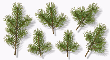 A detailed collection of green pine tree branches isolated on a pure white background. This botanical evergreen foliage set is ideal for Christmas designs, winter decorations, natural-themed graphics.