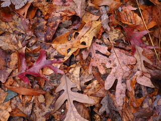 fallen wet leaves during foliage