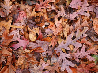 fallen wet leaves during foliage