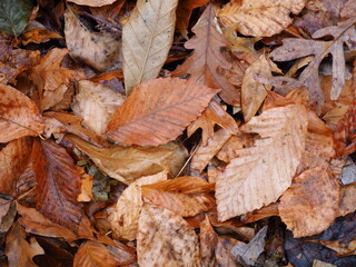 fallen wet leaves during foliage