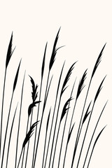 Fototapeta premium Nádas