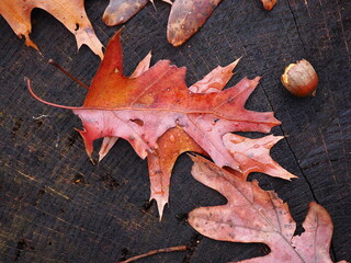 oak leaves fallen on tree stump