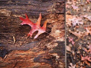 oak leaves on wood with leaves in background