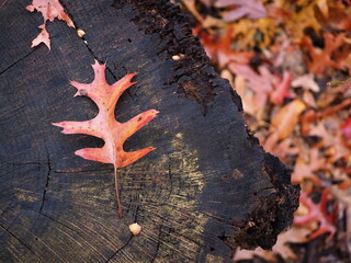 oak leaves on wood with leaves in background