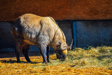 Large takin grazes quietly on a pile of hay inside a shaded enclosure, bathed in warm natural light. Scene highlights animal rugged coat, curved horns and calm behavior in its habitat