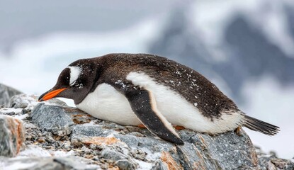 Penguin rests on snow-dusted rocks with a blurred snowy background.