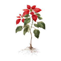 Watercolor illustration of a poinsettia plant with visible roots on a black background