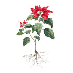 Poinsettia plant with red bracts and visible root system on black background