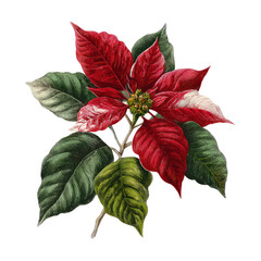 Vintage illustration of a poinsettia flower with red and green leaves on a black background