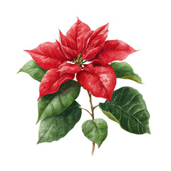 Watercolor illustration of a red poinsettia flower with green leaves on a black background