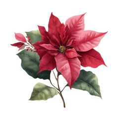 Watercolor Poinsettia Flower with Green Leaves and Red Berries on Black Background