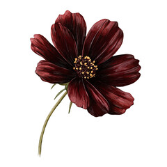 Dark red cosmos flower with yellow center and green stem, isolated on black.