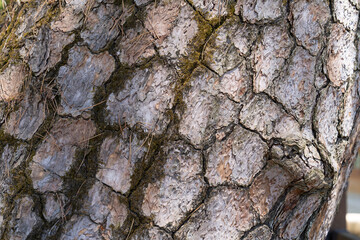 surface of a large pine tree