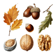 Collection of nuts and autumn leaves, isolated on black background