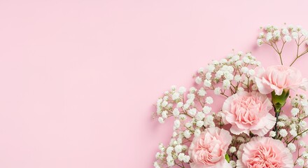 Delicate pink carnations and small white gypsophila flowers arranged on a pastel pink background with ample negative space babys breath floral bouquet bloom blossom nature soft studio arrangement