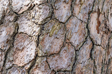 surface of a large pine tree