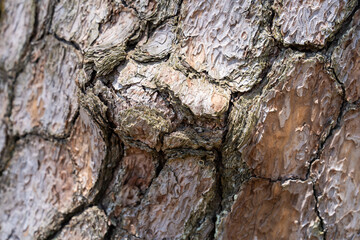 surface of a large pine tree