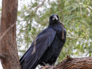 Raven perched in a tree in Tucson, Arizona