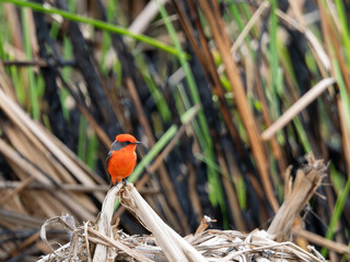 Vermillion flycatcher perched in reeds in Tucson, Arizona