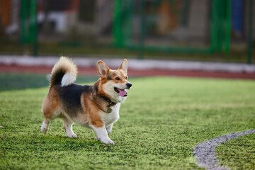 cheerful corgi is running across a lush green field in bright sunlight. Its fur is shiny and it enjoys the warm day. The scene captures a joyful moment of play.